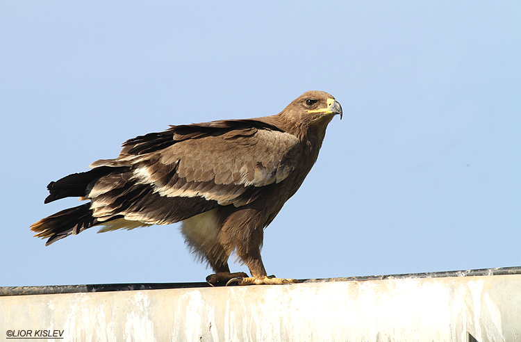 Steppe Eagle Aquila nipalensis,Hula valley ,21-10-13. Lior Kislev